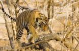 Indie - Złoty Trójkąt z tygrysem wylot z Warszawy